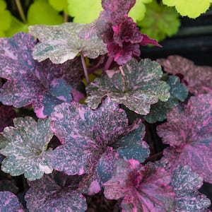 Deep Purple Colored Foliage Midnight Rose Coral Bells (Heuchera) Live Bareroot Perennial Plant (1-Pack)