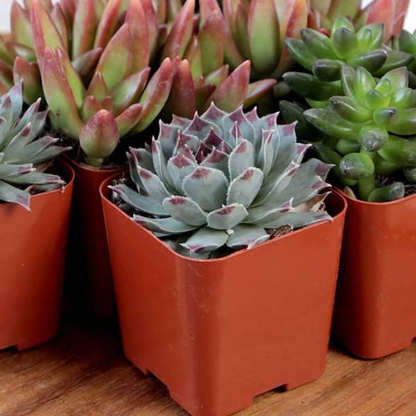 succulents and cats Ceramic Cat Planter with Succulent