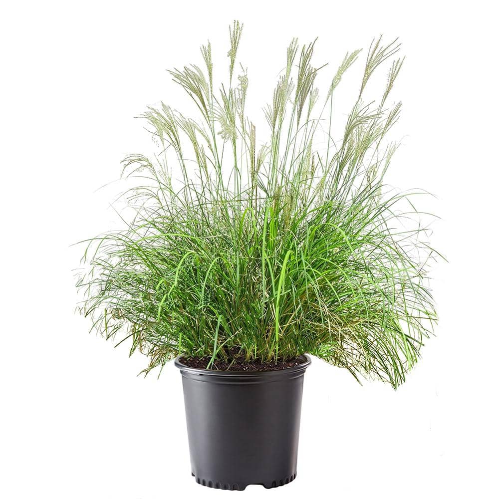 2.25 Gal. Adagio Miscanthus Grass Plant