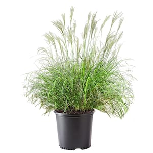 2.25 Gal. Adagio Miscanthus Grass Plant