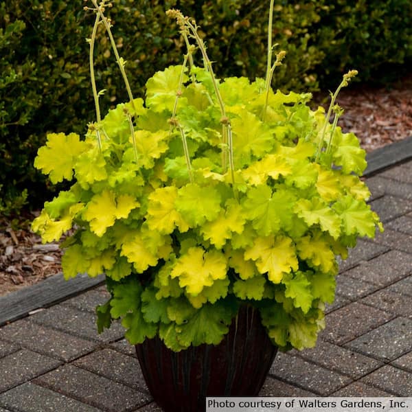 1 Gal. Winter Joy Coral Bells Heuchera Shrub With Low Growing Evergreen Lemon Yellow Foliage