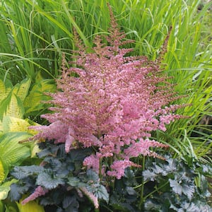 Astilbe Chocolate Kiss (Set of 5 Roots)