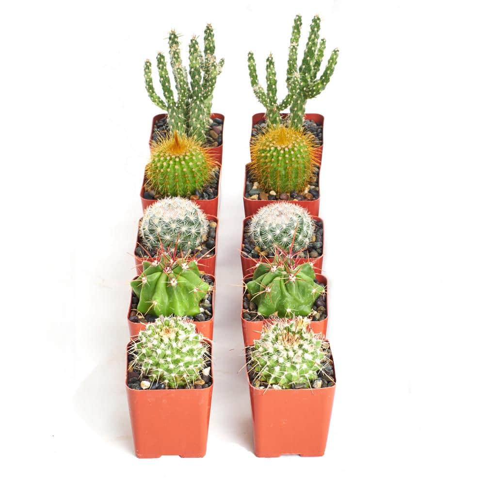 https://images.thdstatic.com/productImages/caf0d87e-8fa1-439a-986d-abc5ad5f9bdb/svn/shop-succulents-cactus-plants-10-cactus-2a-64_1000.jpg