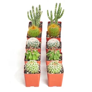 Assortment of Hand Selected Fully Rooted Live Indoor Cacti Plants (10-Pack)
