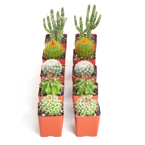 10 Mini Cactus Potted Plants, assorted cactus plants, 2 inch pots