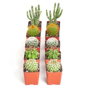 Shop Succulents Assortment of Hand Selected Fully Rooted Live Indoor Cacti Plants (10-Pack)