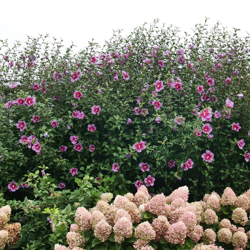 Purple Pillar Hibiscus Shrub with Lush Green Foliage