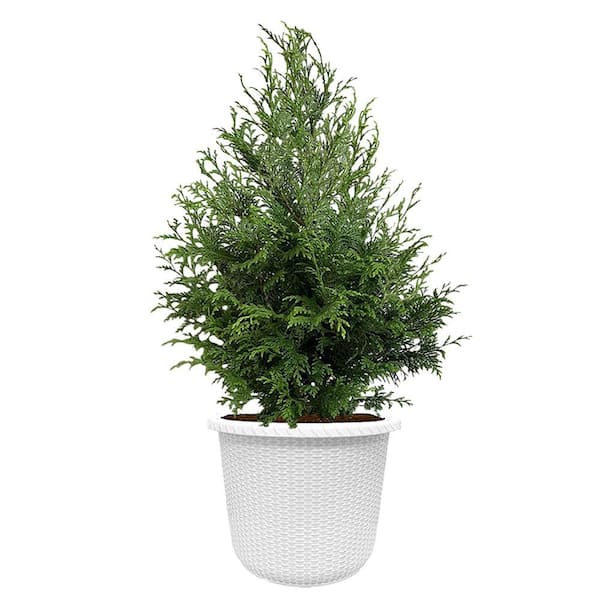 PROVEN WINNERS 2 Gal. Cedar Rapids Cypress Shrub in Decorative