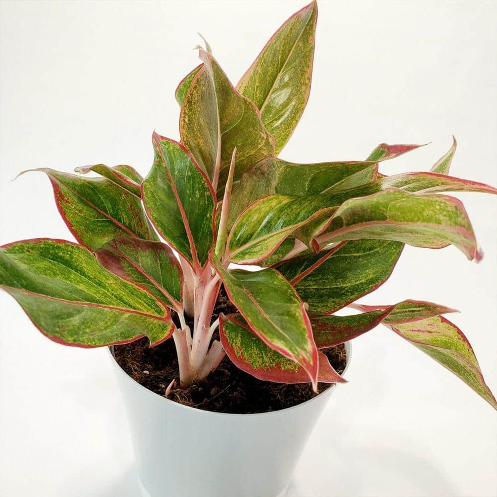 Aglaonema Firecracker-Live Plant in an 8 in. Growers Pot-Aglaonema Siam Aurora-Easy Care Air Purifying Plant price history on PriceWatchPro