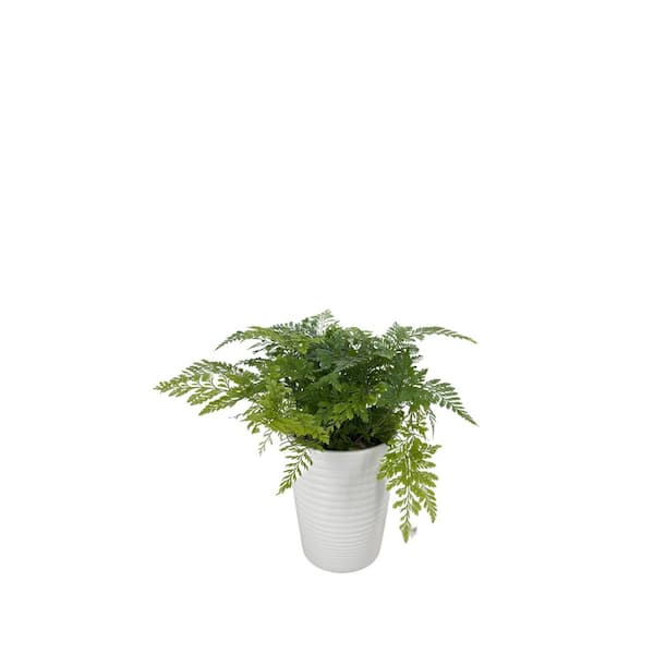 Living Lace Wooly Tassel Rabbit's Foot Fern Indoor Plant in 3.5 in. White Ceramic Container
