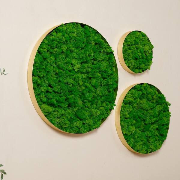 Green Moss Wall Decor Frame, For Decoration, Size: 30'' at Rs 1500