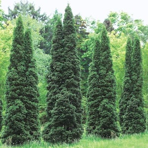 24 in. to 30 in. Tall Emerald Green Arborvitae (Thuja), Live Evergreen Bareroot Plant (1-Pack)