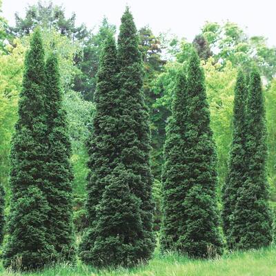Arborvitae Bushes Outdoor Plants The Home Depot