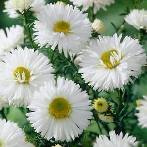 Aster White Ladies (Set of 5 Roots)