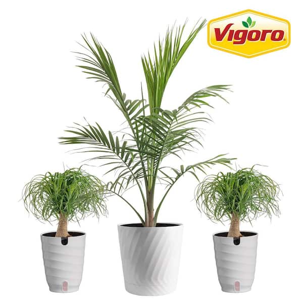 10 in. Majesty Palm and (2) 6 in. Ponytail Palm Plant in White Decor Planter, (3 Pack)