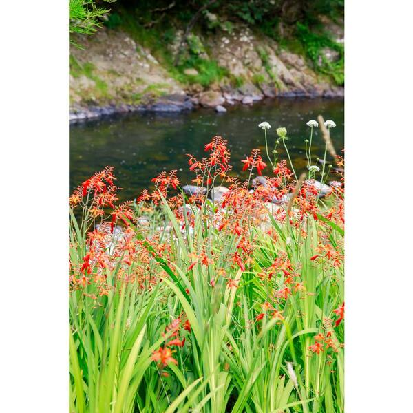 2.5 qt. Perennial Crocosmia Carmin Brilliant 1184 - The Home Depot