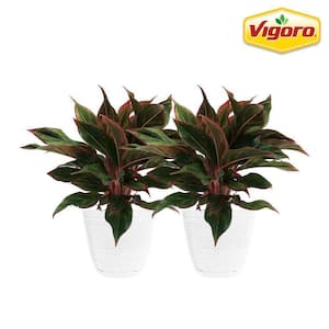Grower's Choice Aglaonema Chinese Evergreen Indoor Plant in 6 in. White Décor Pot, Avg. Shipping Height 1-2 ft. (2-Pack)