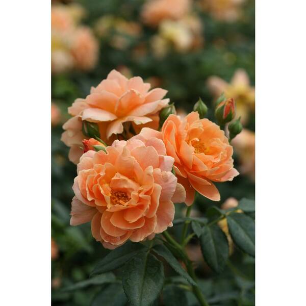 PROVEN WINNERS 4.5 in. Qt. At Last Rose (Rosa) Live Shrub, Orange Flowers