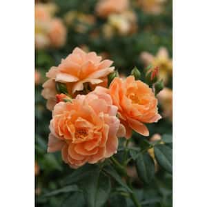 1 Gal. At Last Rose (Rosa) Live Shrub, Orange Flowers