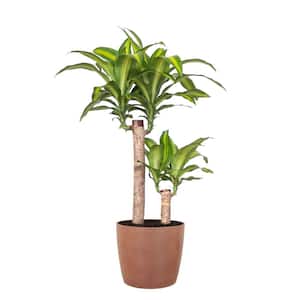 Mass Cane Plant 2 Stem Live Dracaena Indoor Outdoor Plant in 10 inch Premium Sustainable Ecopots Terracotta Pot