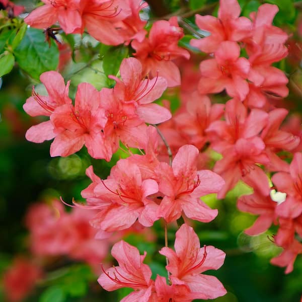 3 gal. Azalea Flame Creeper Shrub with Orange Flowers
