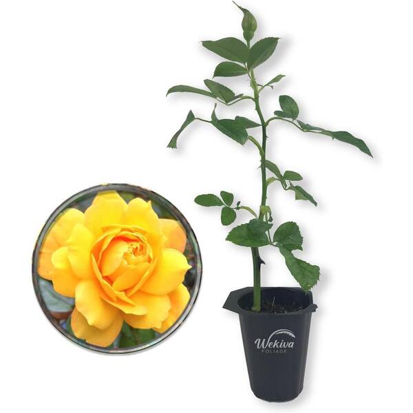 Wekiva Foliage Gold Medal Rose Bush-Live Starter Plant in a 4 Inch Pot-Beautifully Fragrant Roses from Florida