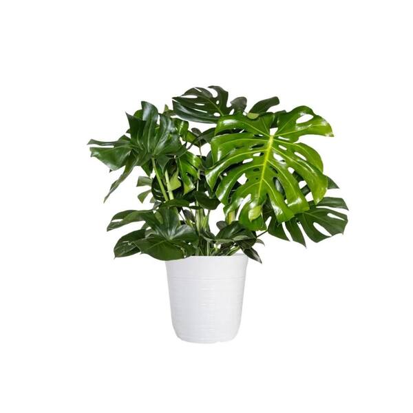 Vigoro 12 in. Vigoro Monstera Deliciosa Swiss Cheese Plant in