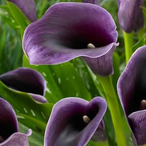 Callas Akela Bulbs (Pack of 5)