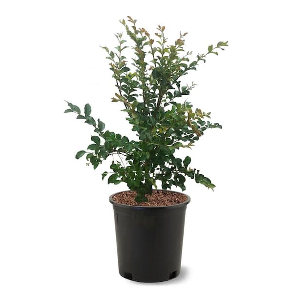 3 Gal. Tuscarora Dark Pink Crape Myrtle Tree