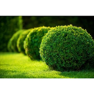 1 Gal. Green Gem Boxwood Shrub with Naturally Rounded Form