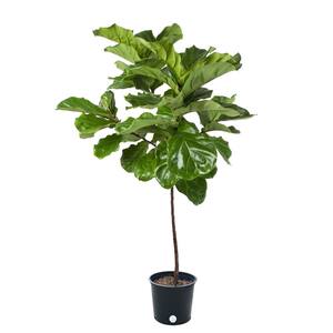14 in. Ficus Lyrata Std Plant
