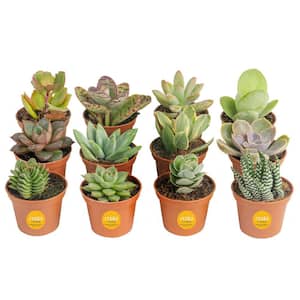 Mini Unique Indoor Succulent Plants in 2 in. Round Grower Pot, Average Shipping Height 2 in. Tall (12-Pack)