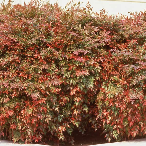 SOUTHERN LIVING 2.5 Qt. Blush Pink Nandina Shrub