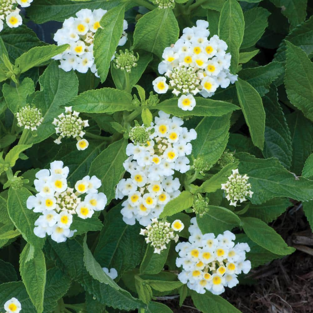 Vigoro 1 Gal. White Lantana Plant 5352 - The Home Depot