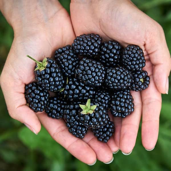 Blackberry round hand towel, farmhouse blackberries decor