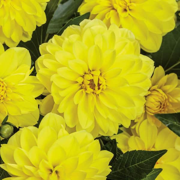 4.25 in. Eco+ Grande Virtuoso Dayglo Yellow Dahlia (Variabilis) Live Annual Plant with Yellow Flowers 4-Pack