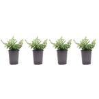 1.38 Pt. Cuphea Mexican Heather Plant in 4.5 in. Grower's Pot (4-Plants)