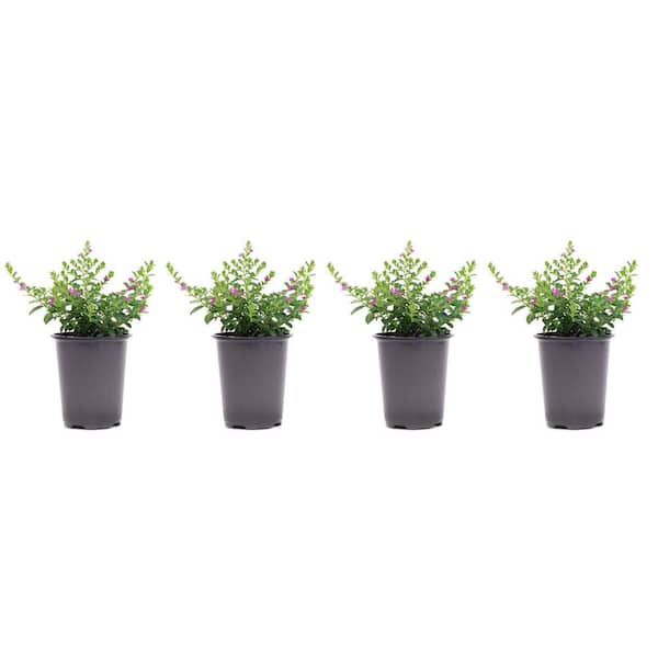 Pure Beauty Farms 1.38 Pt. Cuphea Mexican Heather Plant in 4.5 in. Grower's Pot (4-Plants)
