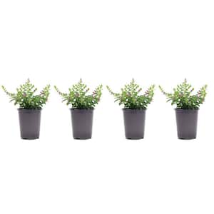1.38 Pt. Cuphea Mexican Heather Plant in 4.5 in. Grower's Pot (4-Plants)