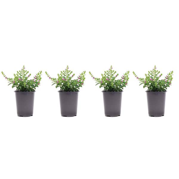 Vigoro 1.38 Pt. Cuphea Mexican Heather Plant in 4.5 in. Grower's Pot (4-Plants)