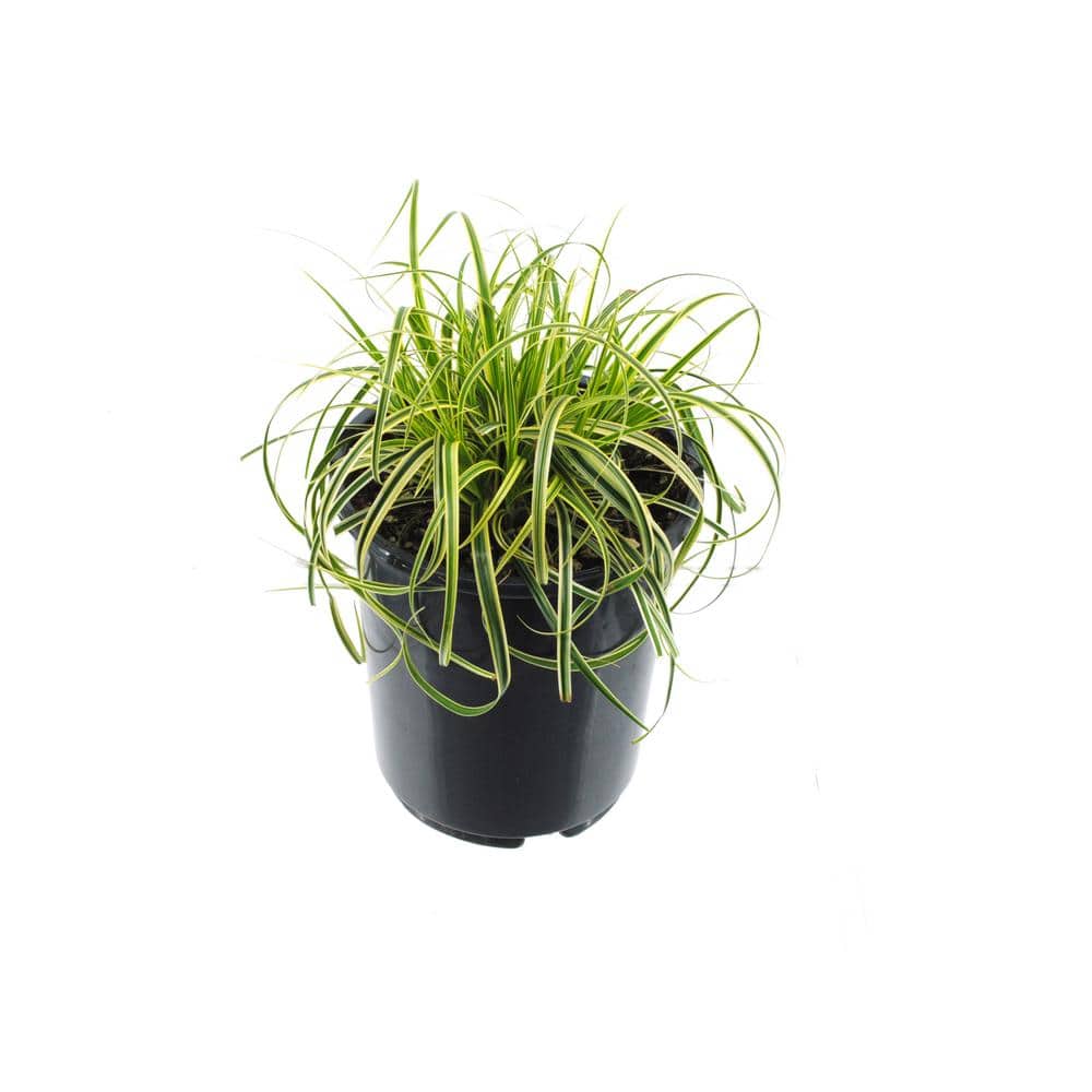 2.5 qt. Perennial Carex Oshimensis Feather Falls Grass