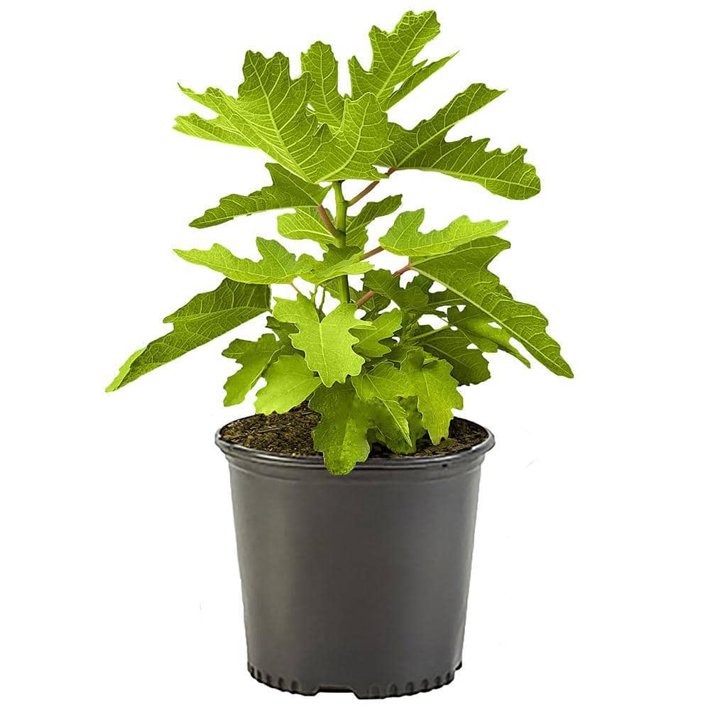 1 Gal. Black Mission Fig Tree with Green Foliage