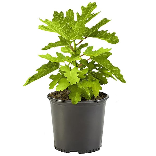 Unbranded 1 Gal. Black Mission Fig Tree with Green Foliage
