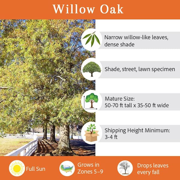 7 Gal. Willow Oak Shade Tree