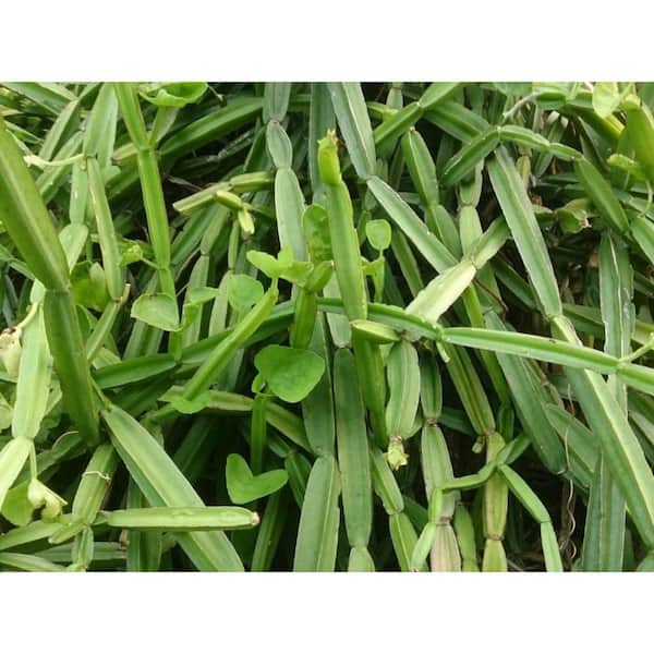 Veldt Grape-2 Live Starter Plants in 2 Inch Pots-Cissus Quadrangularis-Elegant Indoor Outdoor Succulent Easy Care