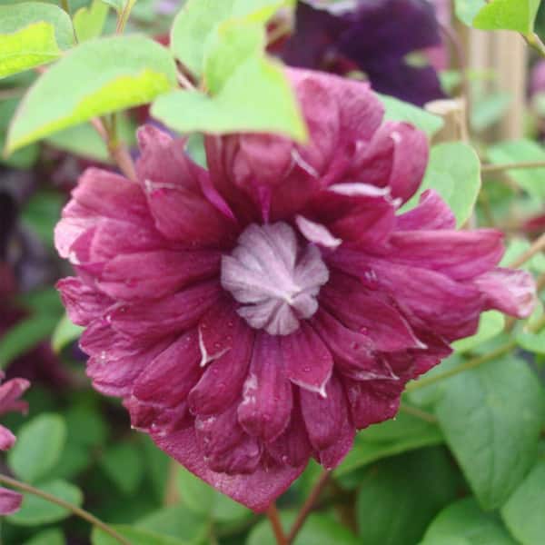 Wekiva Foliage Clematis Purpurea Plena Elegans-Live Plant in a 3.5 in. Growers Pot
