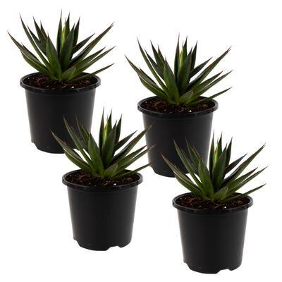 Blue Glow (Agave) Live Plant Inside 8 in. Growers Pot (4-Pack)