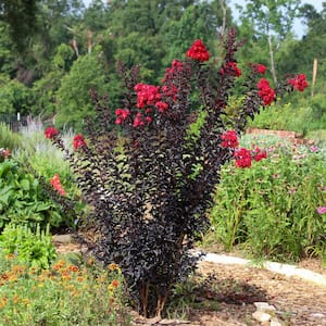 2.5 Gal. Ebony Flame Crape Myrtle with Red Blooms and Dark Foliage