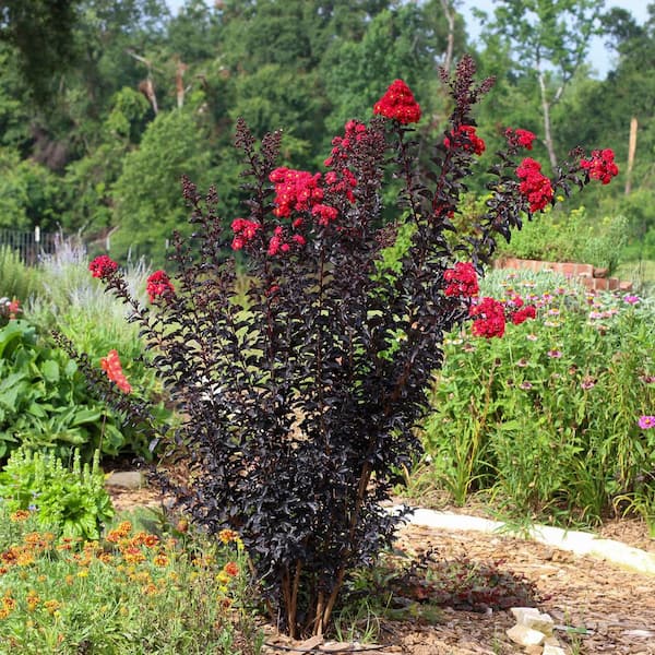FLOWERWOOD 2.5 Gal. Ebony Flame Crape Myrtle with Red Blooms and Dark Foliage