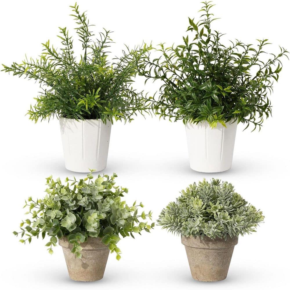 Home Depot Small Plantsnull